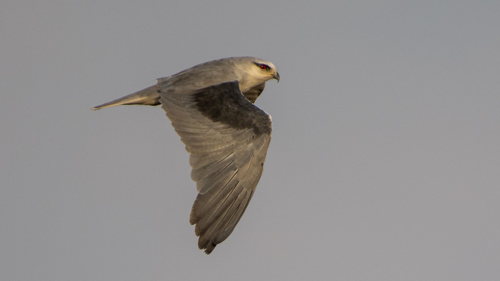 black shouldered kite